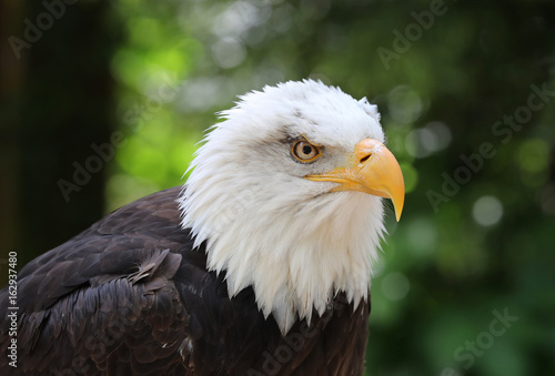 Close up of a male Bald Eagle