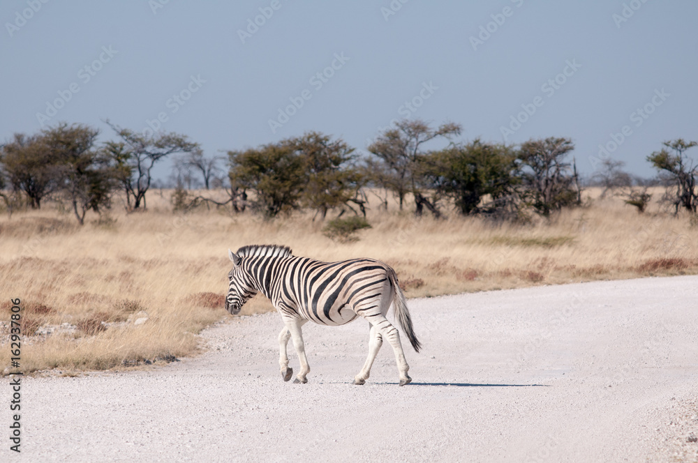 Obraz premium Zebra crossing