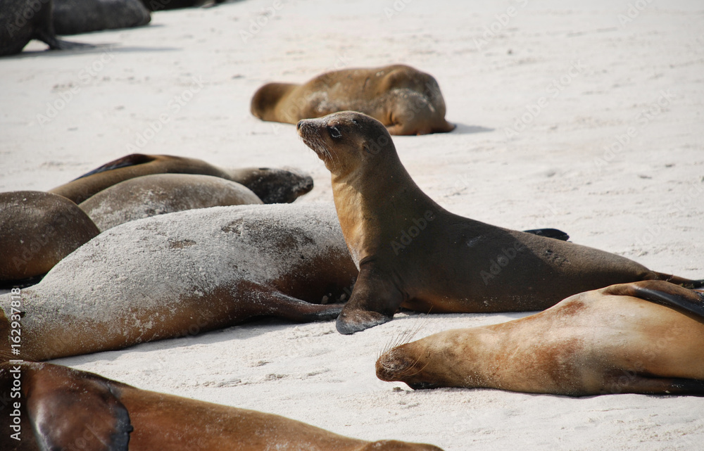 Fototapeta premium Galapagos Baby Sea Lion - 0209
