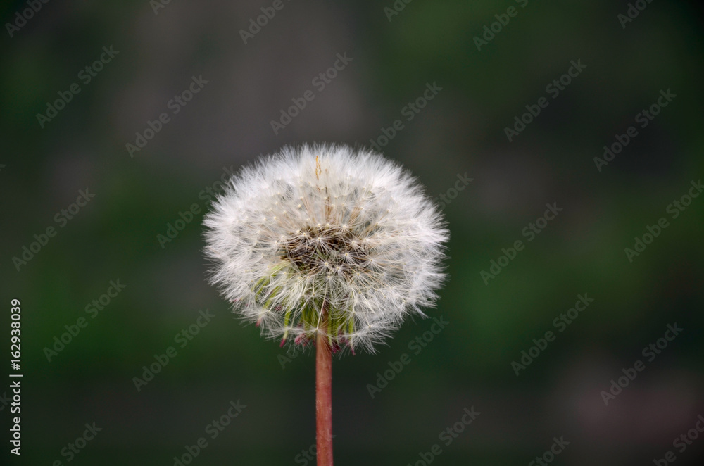 Obraz premium mniszek lekarski