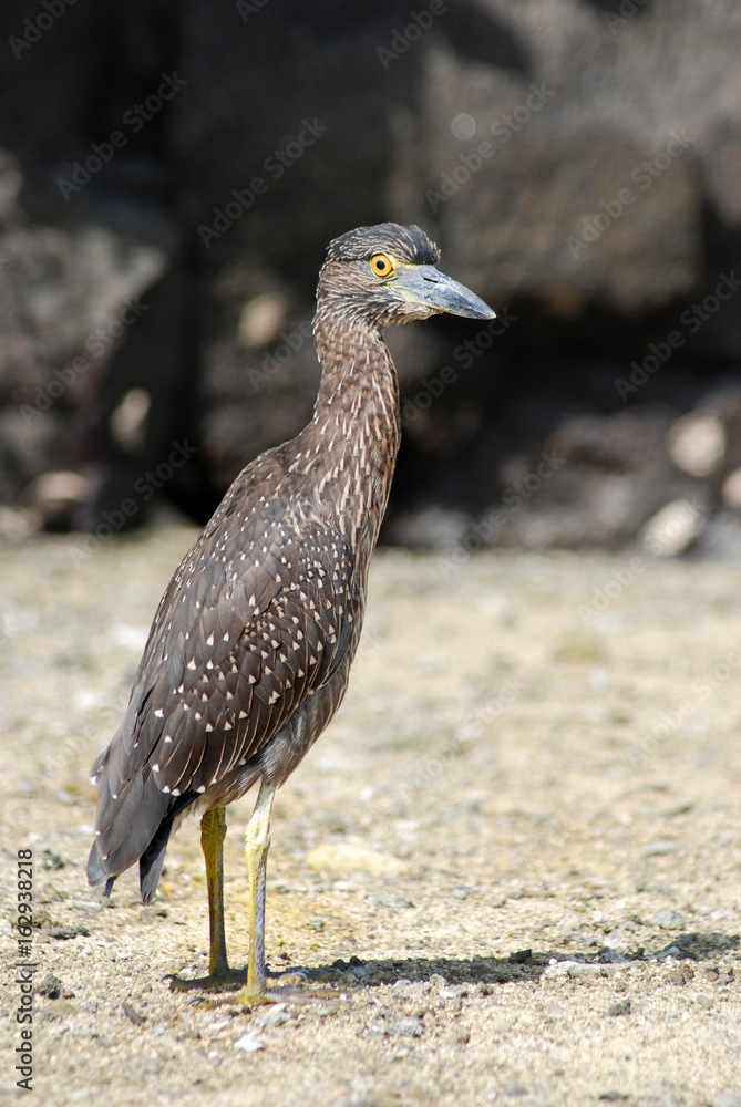 Obraz premium Galapagos Bird - 0697