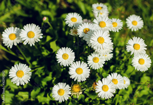 A small field of daisies