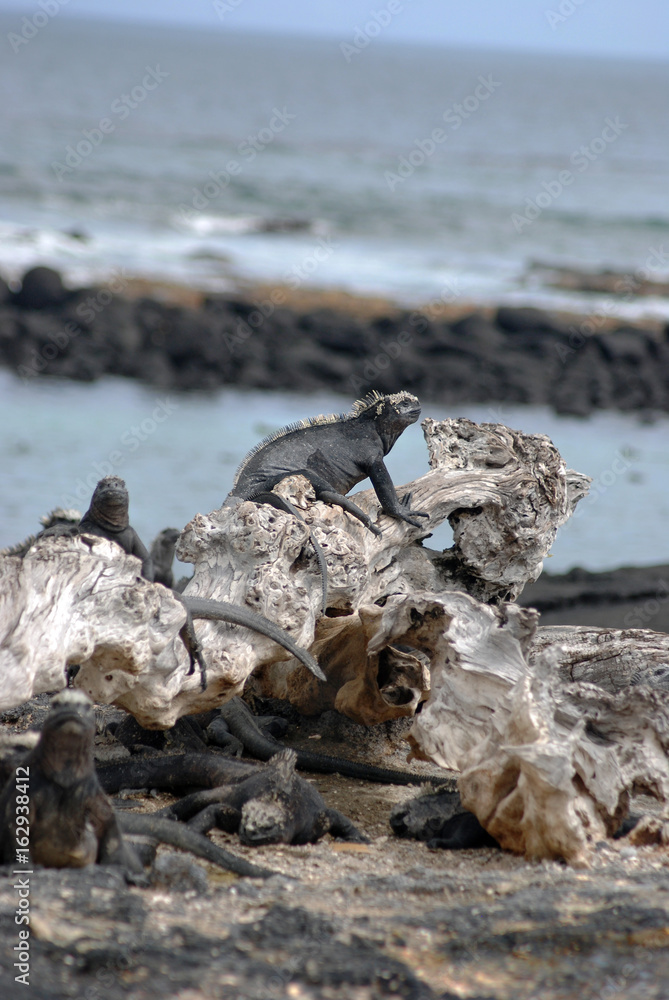 Fototapeta premium Galapagos Marine Iguanas - 0815