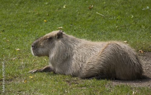 Capybara 