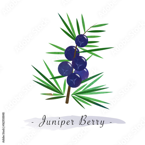 Colorful watercolor texture vector healthy fruit juniper berry