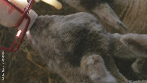 Cute little baby lambs drinking bottled milk in a farm barn
