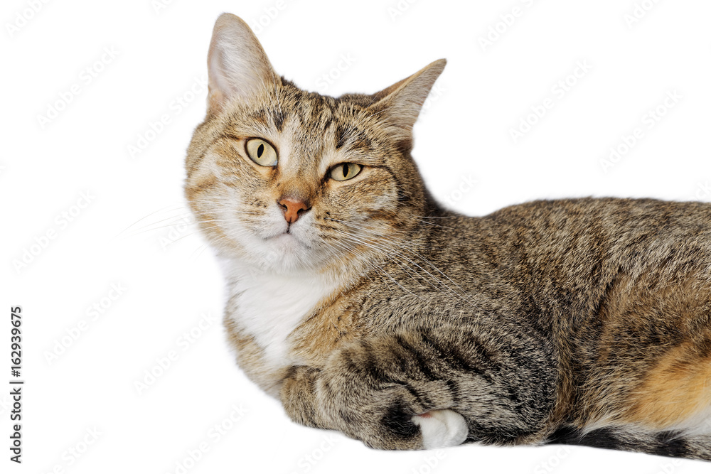 Closeup portrait of lying cat isolated on white