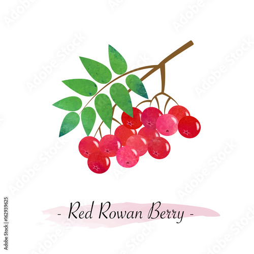 Colorful watercolor texture vector healthy fruit red rowan berry