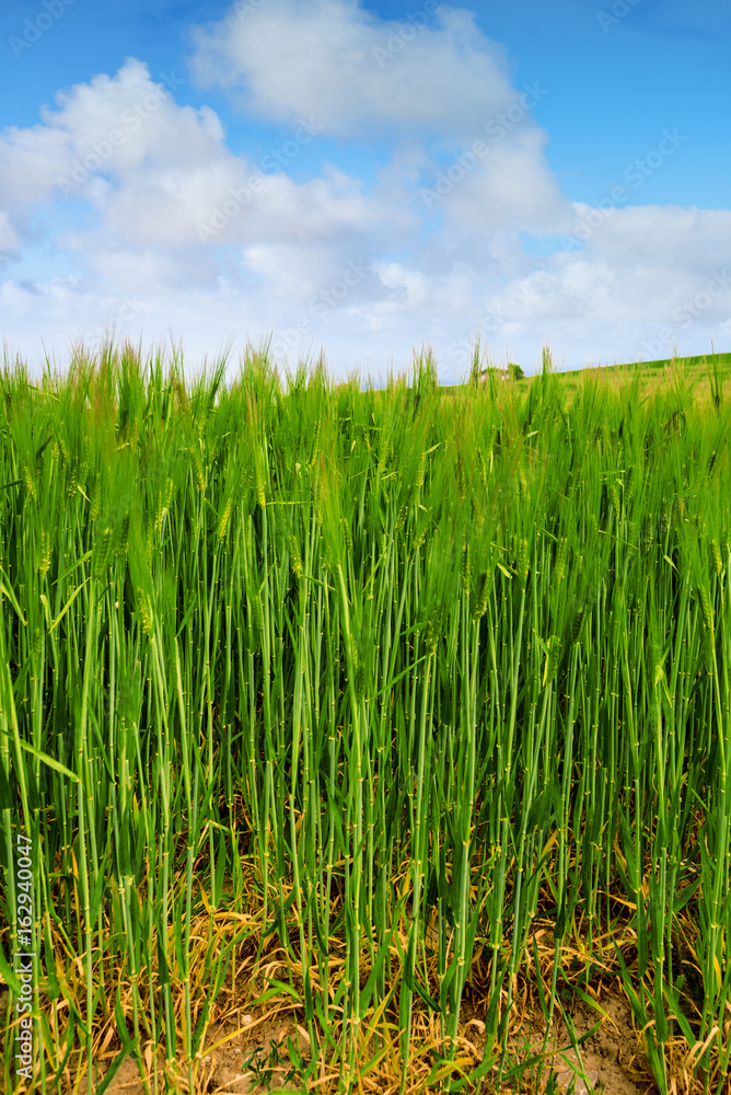 Obraz premium champ de blé en gros plan