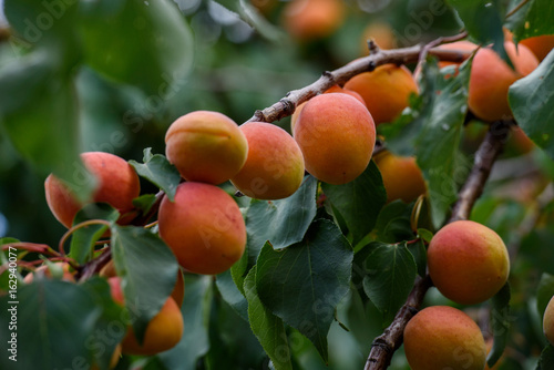 Apricot fresh organic natural fruit on a tree during summer time