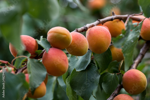 Apricot fresh organic natural fruit on a tree during summer time