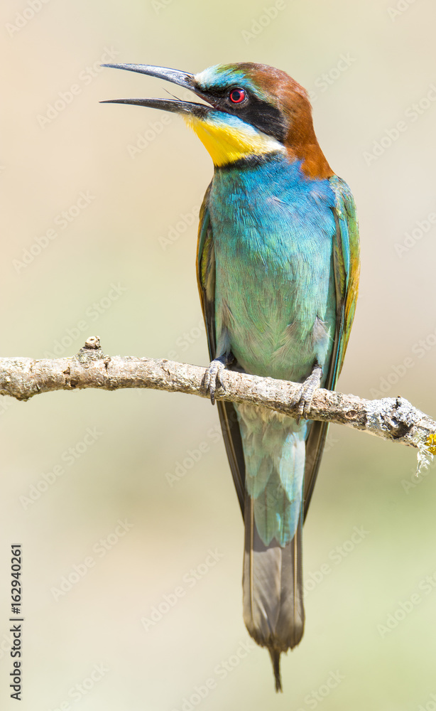 Fototapeta premium Abejaruco europeo