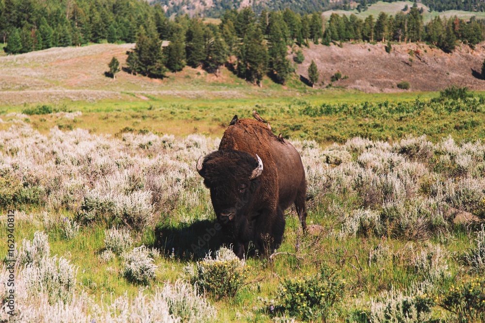 Wild Bison