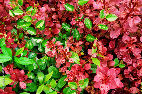 Green and purple foliage, botanical background, wet round leaves, rain drops, crimson, royal pygmy barberry, vibrant colors photo