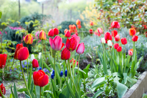 Tulpen / schöne Tulpen in einem Garten