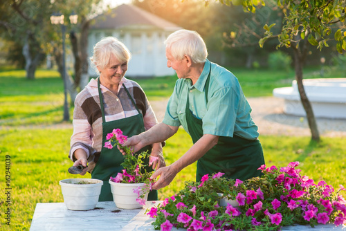 Senior gardeners couple and flowers. Pink petunias on the table. Flower business ideas.