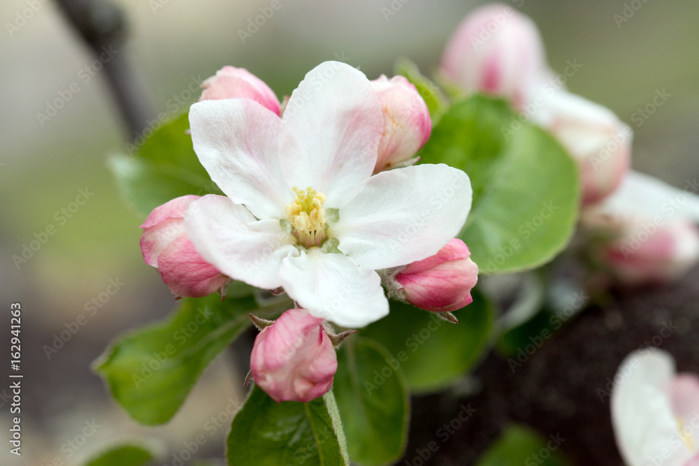 Obraz premium Apfelbaum / blühender Apfelbaum mit vielen Knospen