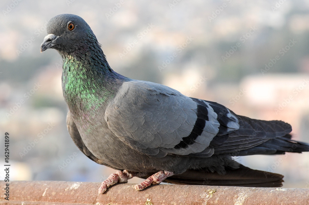 Obraz premium pigeon