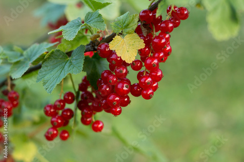 red currants branch