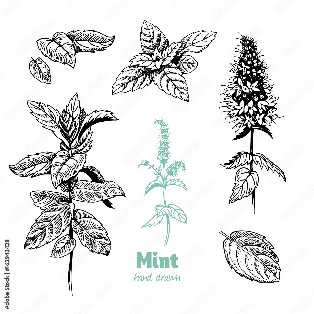 Peppermint plant, leaves and flowers vector hand drawn illustration