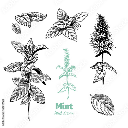 Peppermint plant, leaves and flowers vector hand drawn illustration