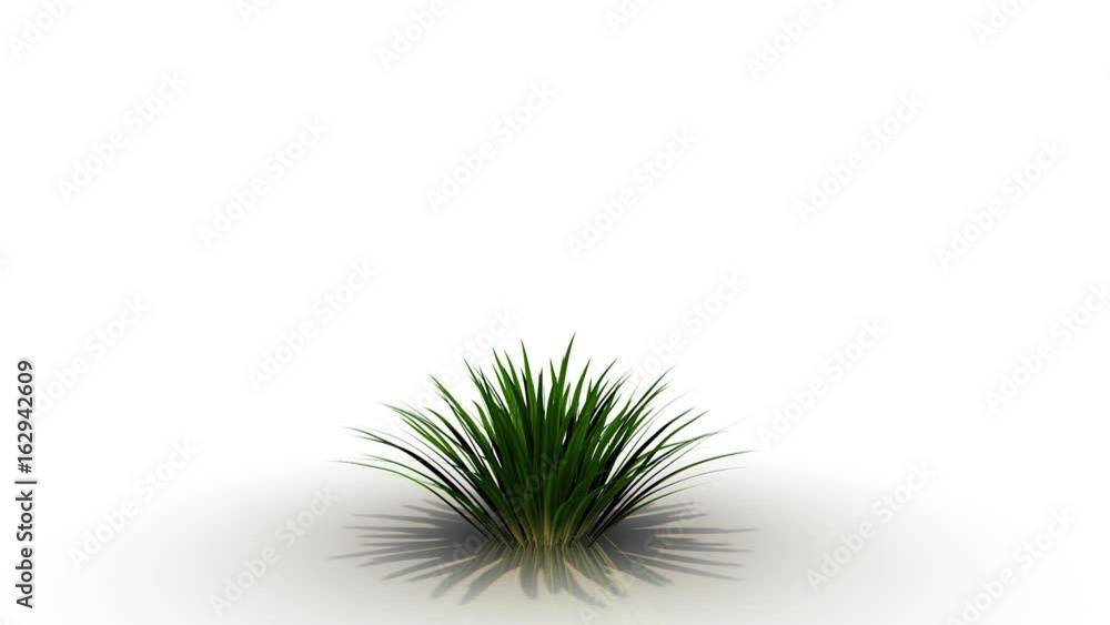 3d rendering of a flower growth in a white studio with alpha matt animation 3d rendering of a flower growth in a white studio with alpha matt animation