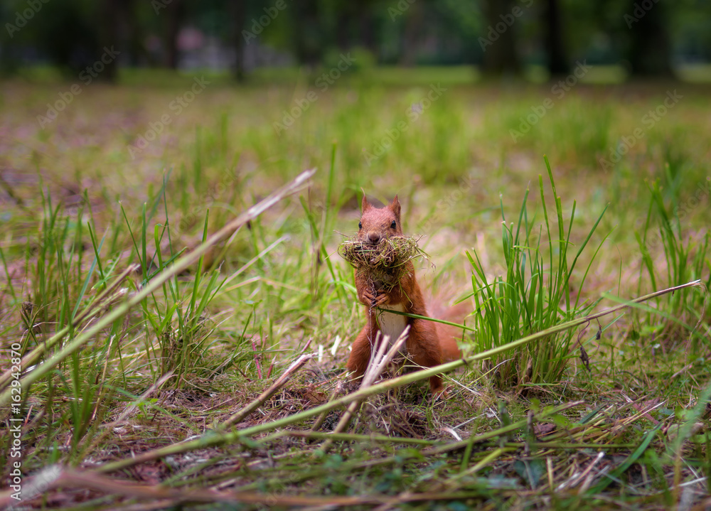 Red squirrel building a grass nest