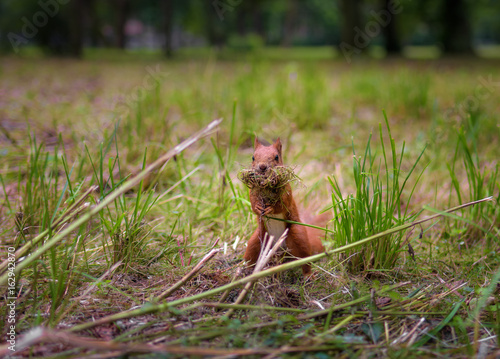 Red squirrel building a grass nest © surprisemeseptember