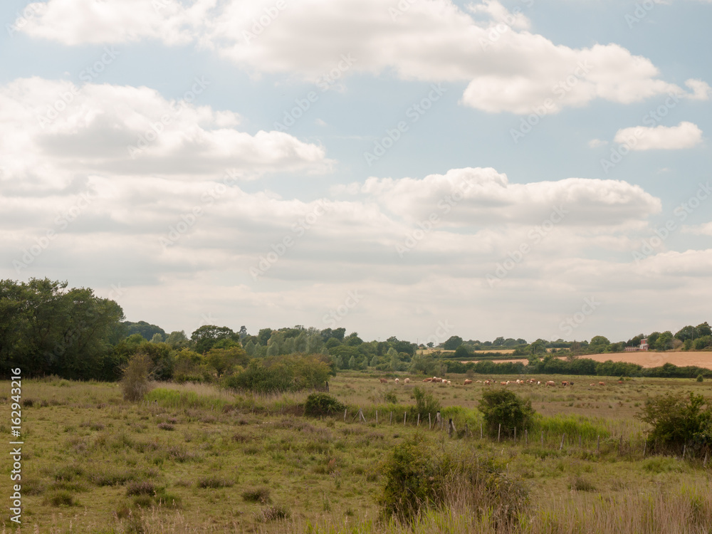 Stock Photo - country landscape animals farm in distance no people empty harwich felixstowe essex uk
