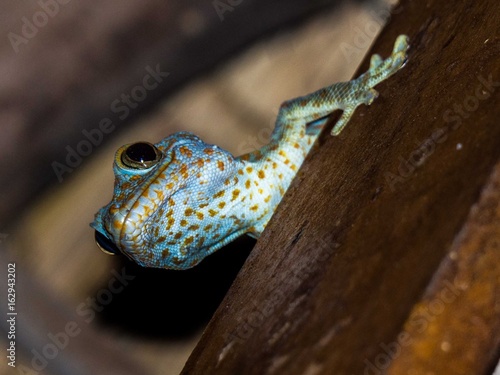 Neugieriger Gecko