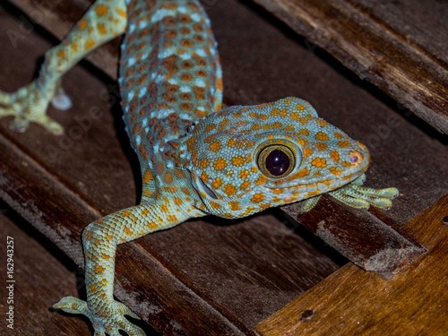 Close up Gecko