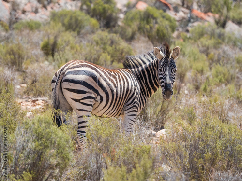 Mountain Zebra walking in the fynbos in a protected nature reserve in south africa