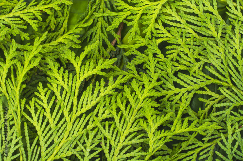 Texture of young twigs of thuja.