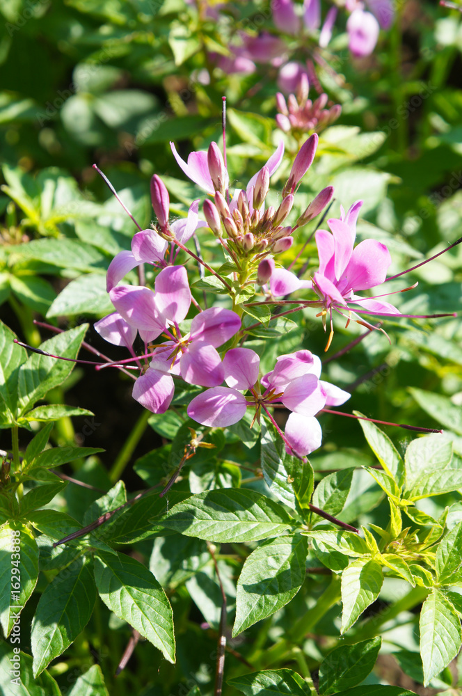 Gynandropsis speciosa or showy spider flower or cleome speciosissima purple flower with green Gynandropsis speciosa or showy spider flower or cleome speciosissima purple flower with green
