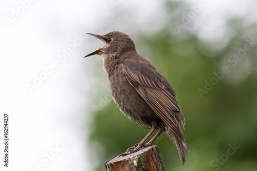 Juvenile Startling (Vulgaris vulgaris) perched on perch