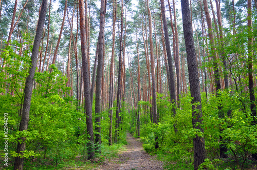 Pine forest, a walk in the woods