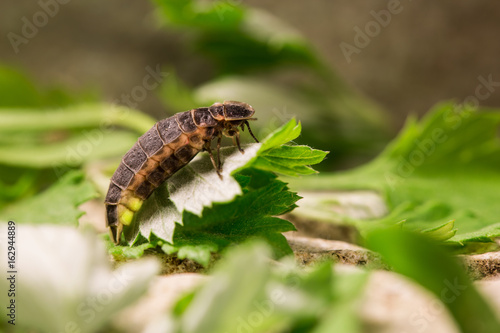 Foto a firefly larva on green leaves emitting light