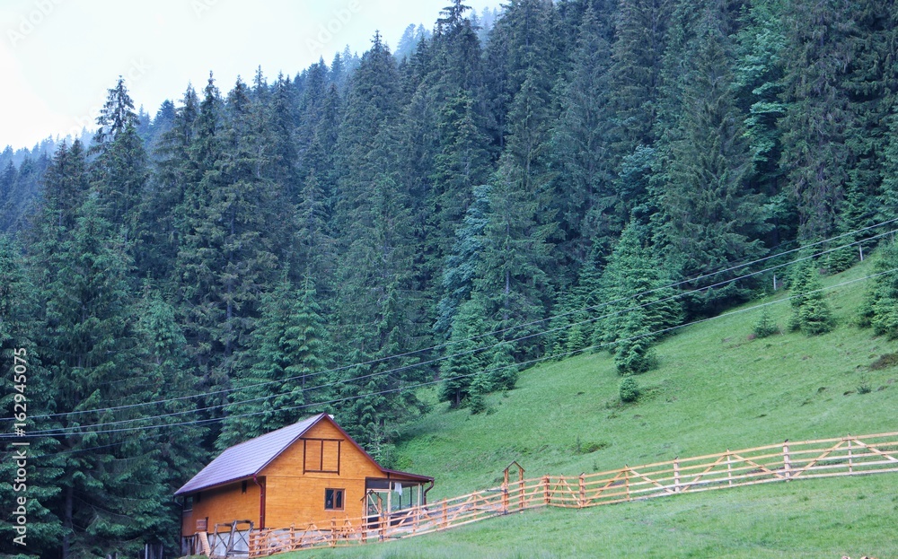 Carpathian forest, Ukraine