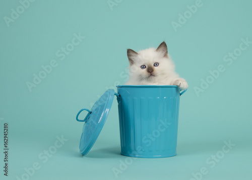Cute 6 weeks old rag doll baby cat with blue eyes hanging over the edge of a blue trashcan on a turquoise blue background