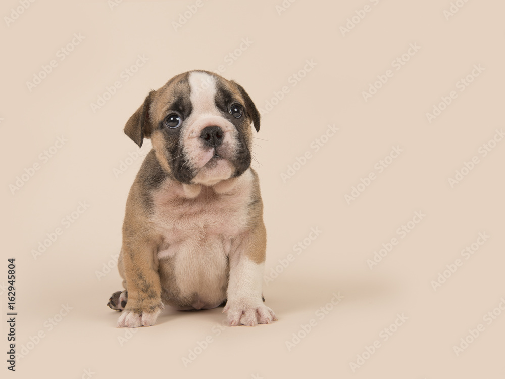 English bulldog puppy looking at the camera sitting on a sand colored creme background