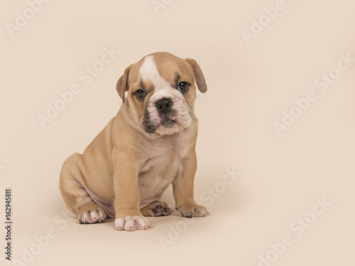 English bulldog puppy sitting seen from the side on a sand colored background © Elles Rijsdijk