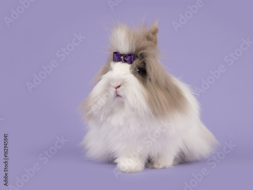 Long-haired brown and white angora rabbit with a purple bow on a lavender purple background