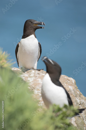Two black and white razorbills on a cliff with the blue sea on the background