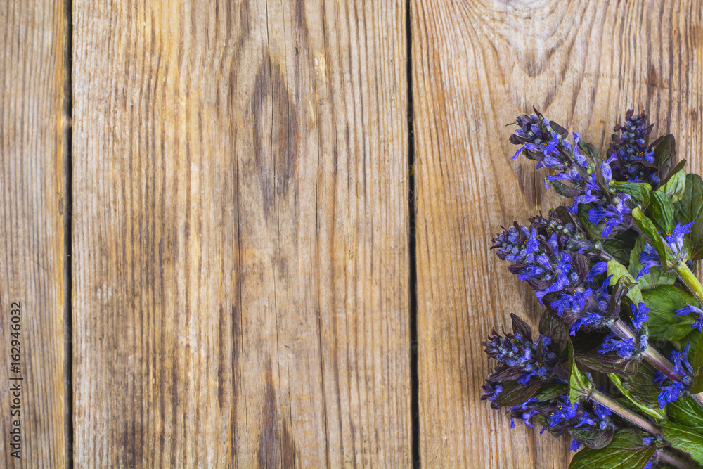 Flowering ground cover plants on wooden background. Flowering ground cover plants on wooden background.
