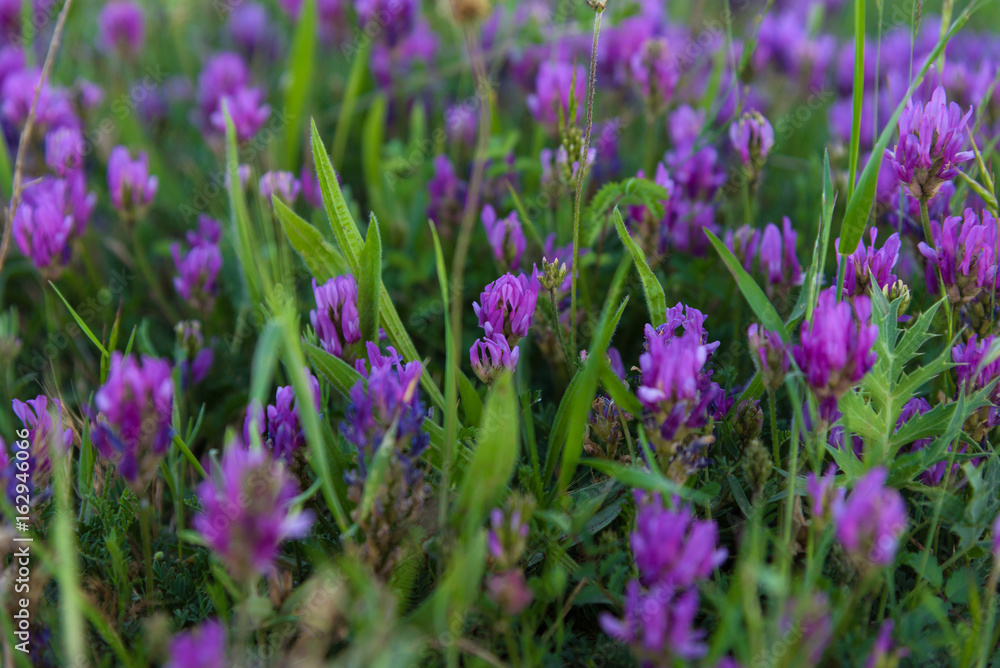 Blooming purple flowers closeup Blooming purple flowers closeup