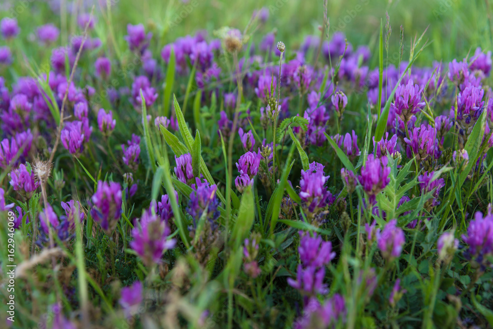 Blooming field flowers summer sunset