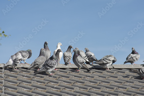 Homing pigeons sitting on the roof of a house on a blue sky