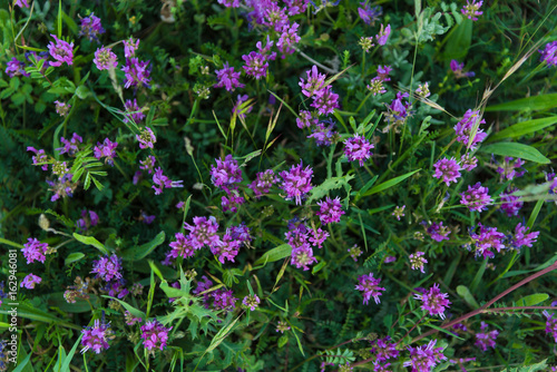 Overhead purple flowers closeup