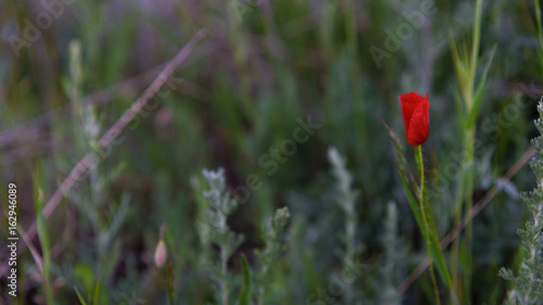 Red poppy closeup