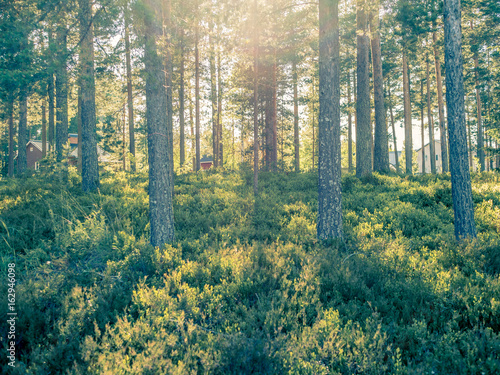 Mystic green forrest in sunlight.